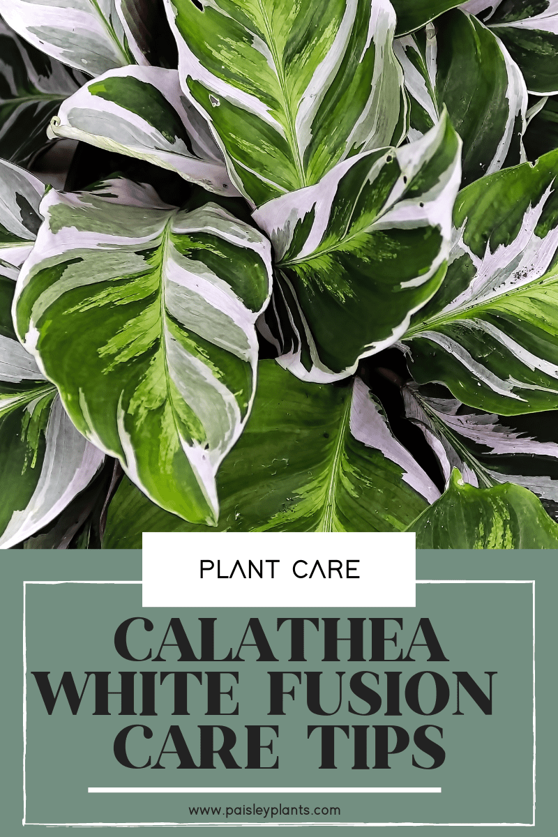 Calathea White Fusion Plant Care Guide