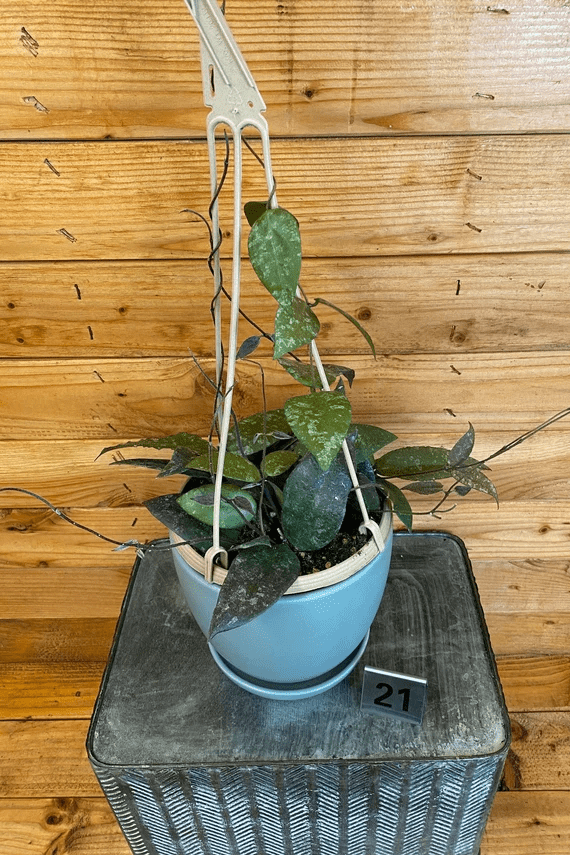 Hoya Caudata Sumatra, 6" Plant