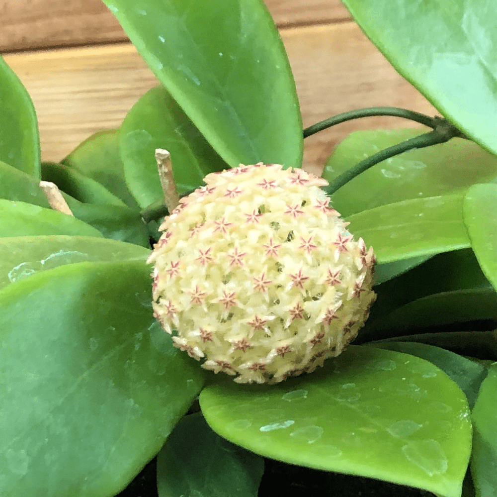 Hoya Mindorensis Yellow 4 Plant - Etsy