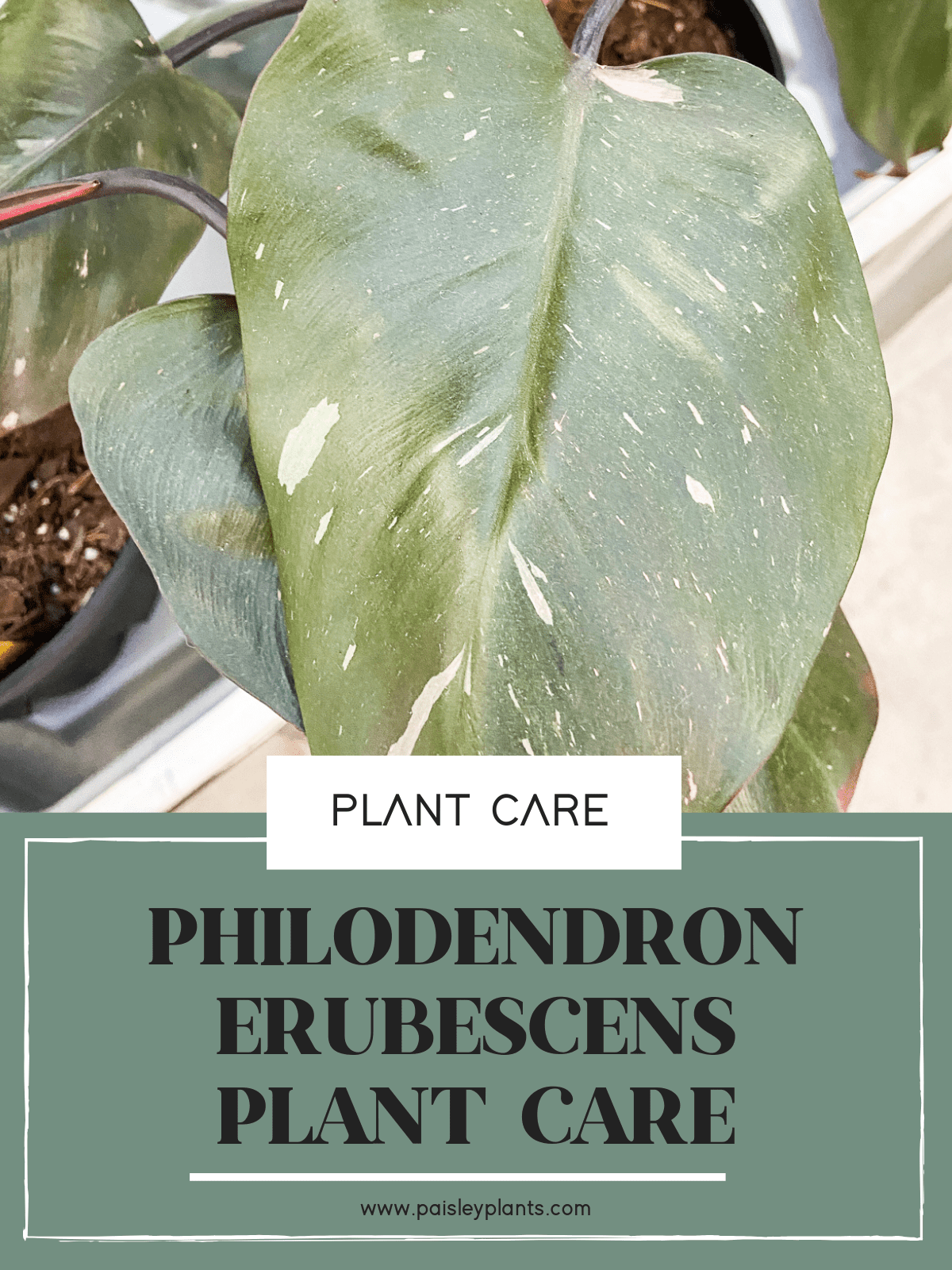 Philodendron Erubescens Plant Care Guide - Paisley Plants