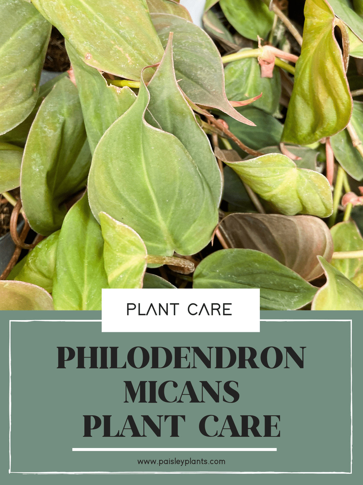 Philodendron Micans