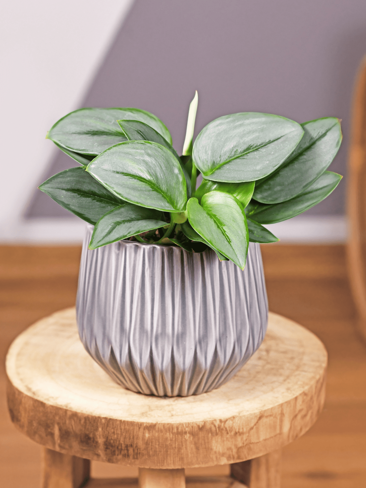 golden snake plant Sansevieria Black Gold