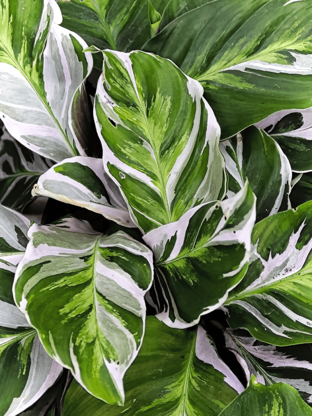 calathea white fusion plant