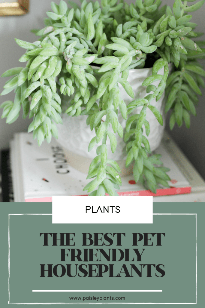 pet friendly houseplants