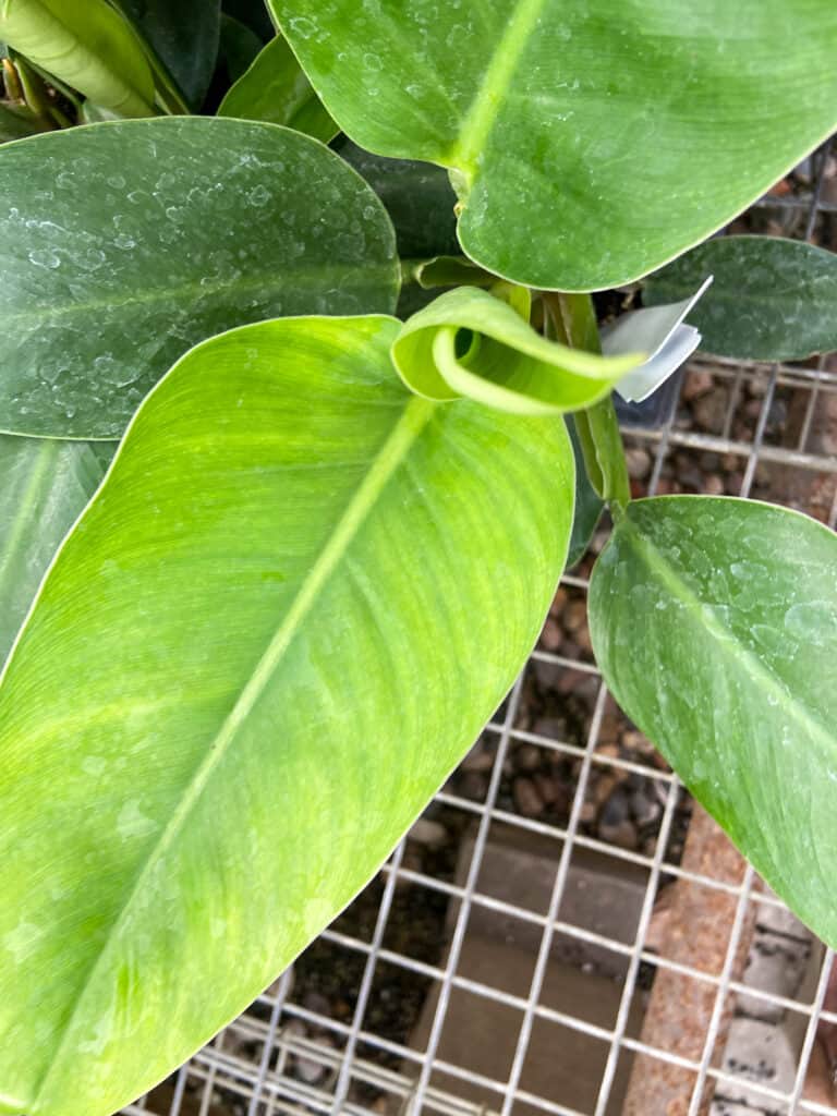 philodendron green princess
