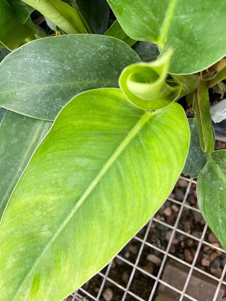 philodendron green princess