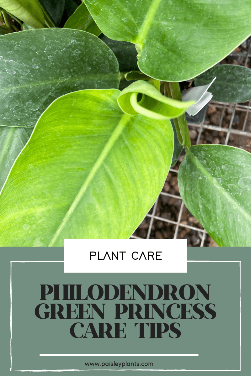 philodendron green princess
