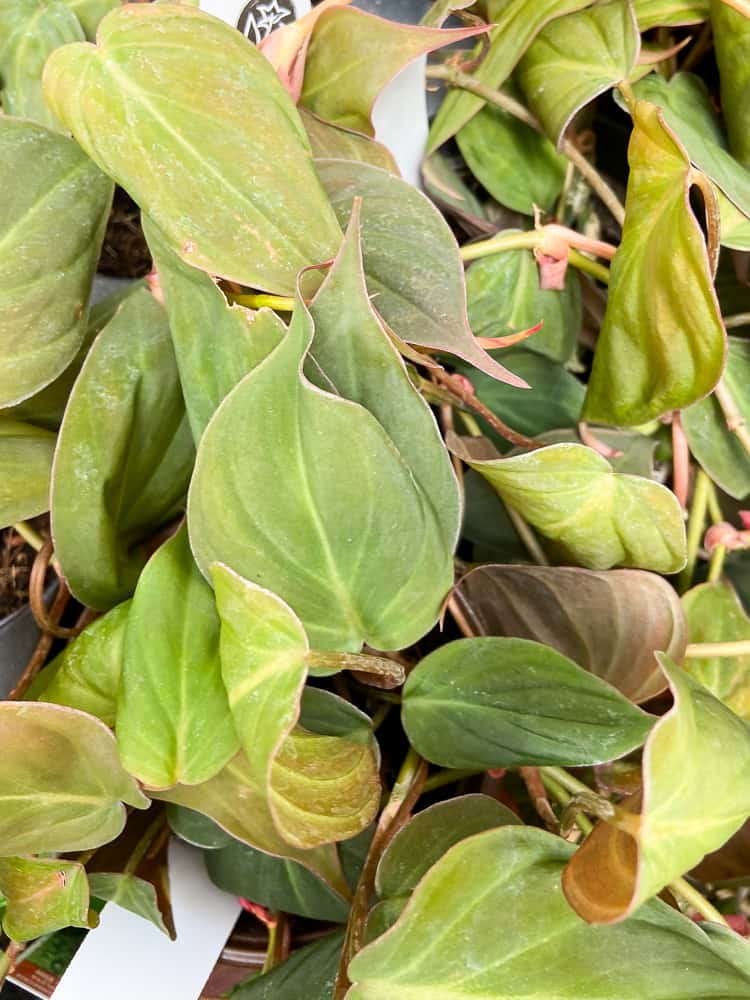 Philodendron Micans