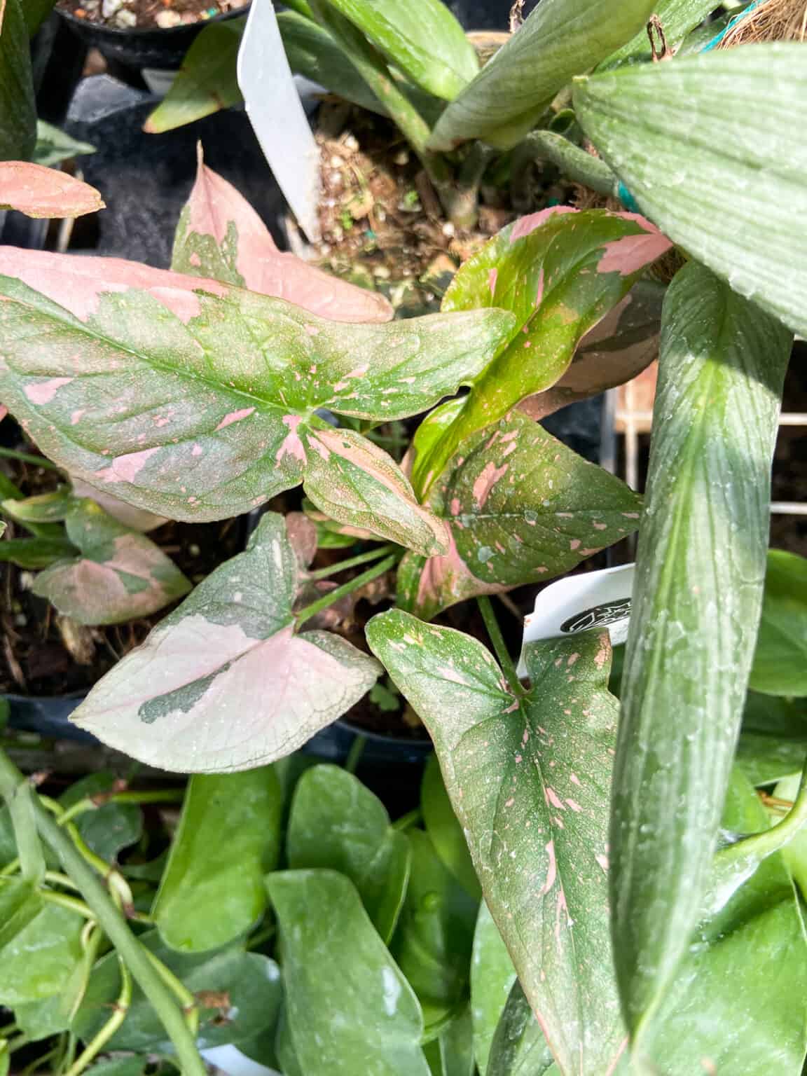 Syngonium Pink Splash Plant Care Guide - Paisley Plants