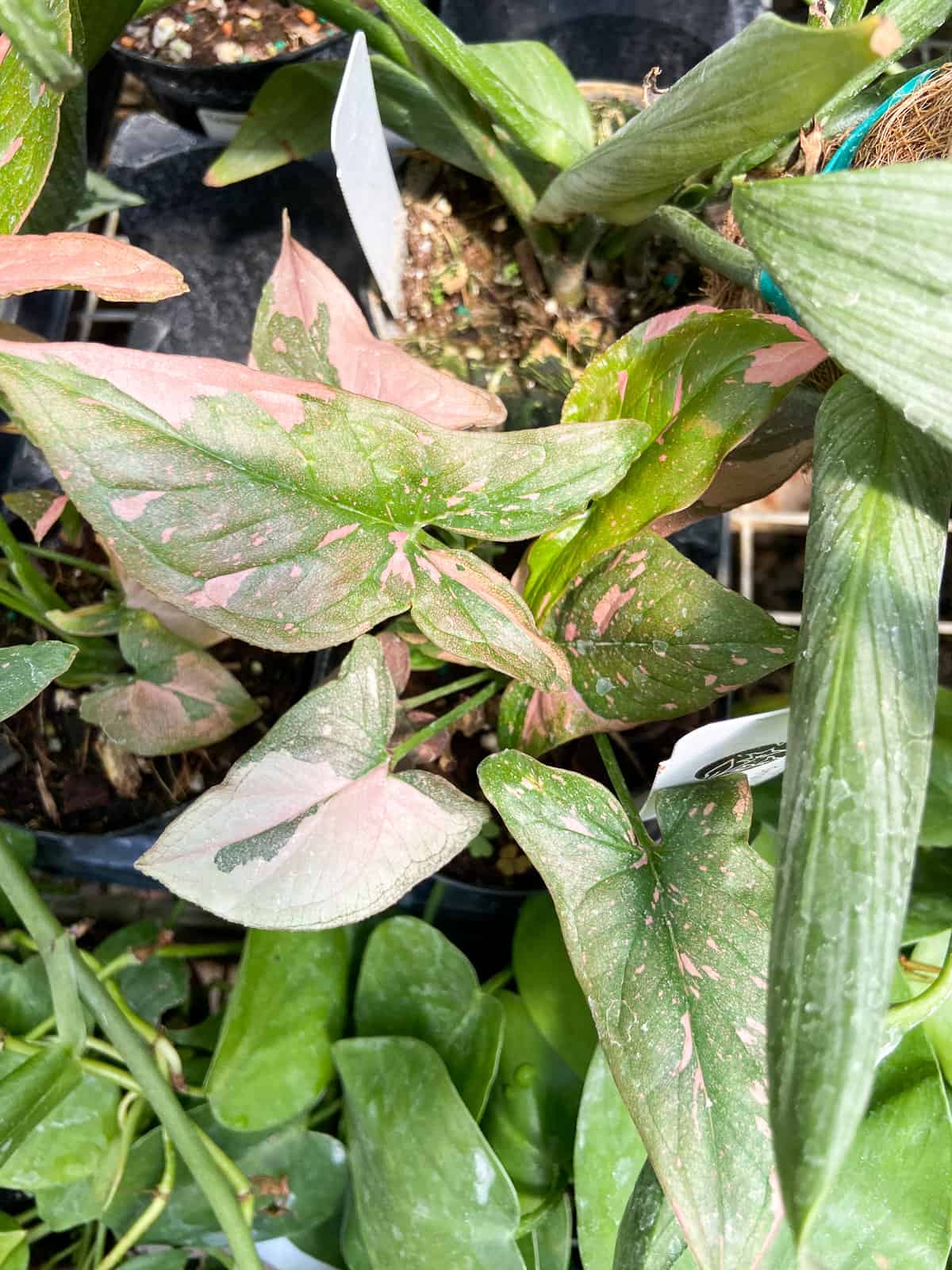 Syngonium Pink Splash Plant Care Guide - Paisley Plants