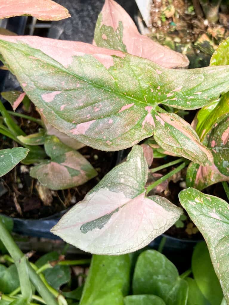 Syngonium Pink Splash