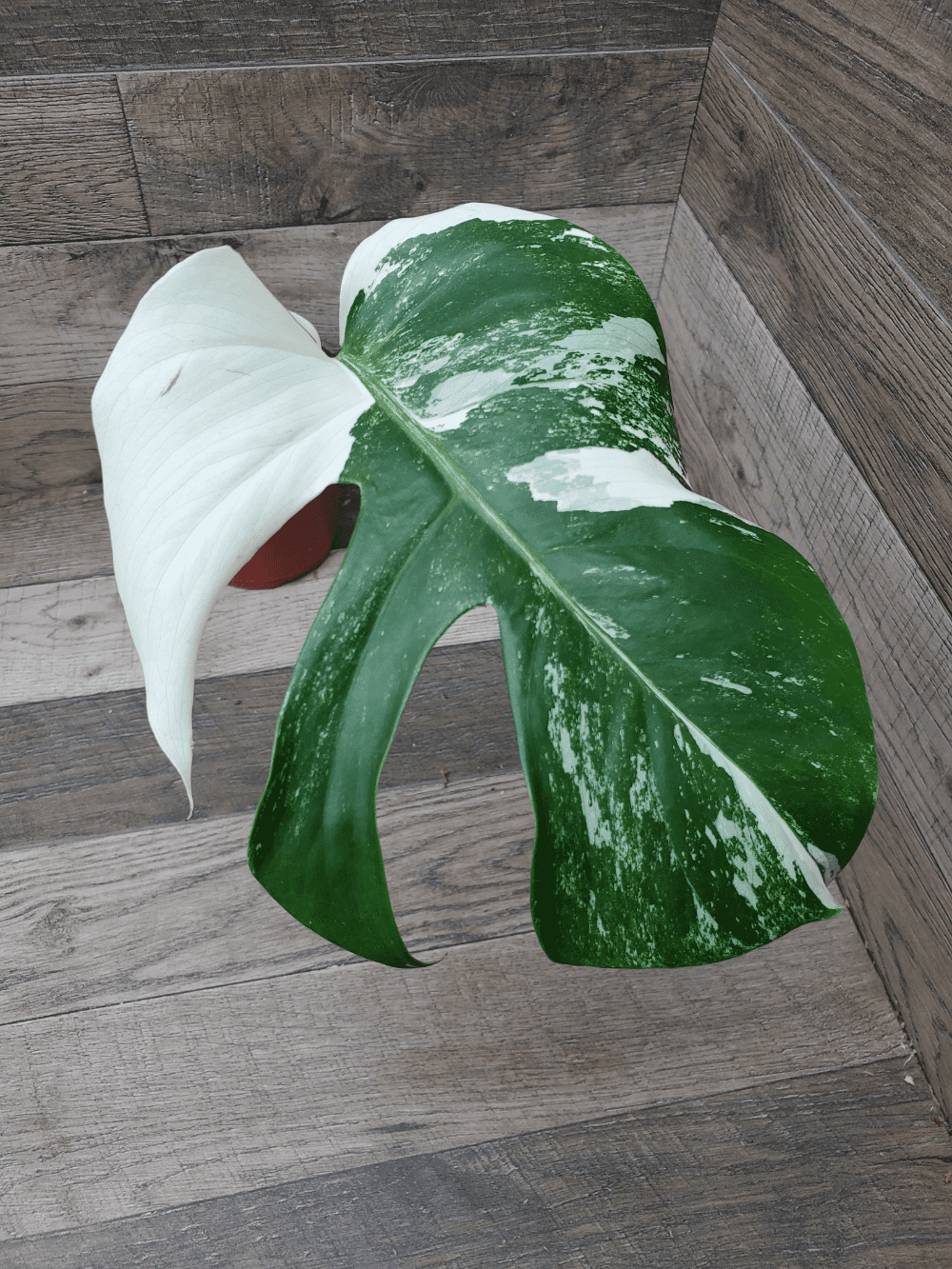 Monstera Deliciosa Aurea Highly Variegated Rare and Exotic