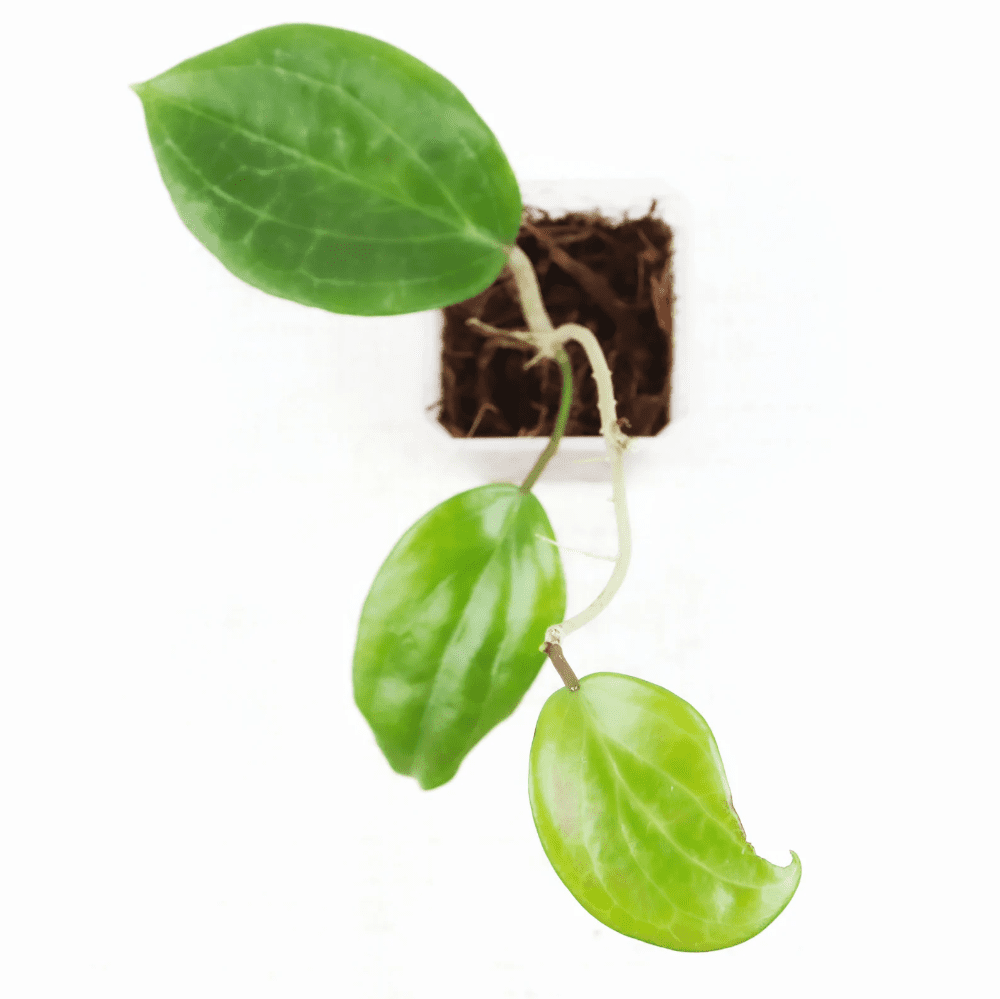 Hoya Merrillii