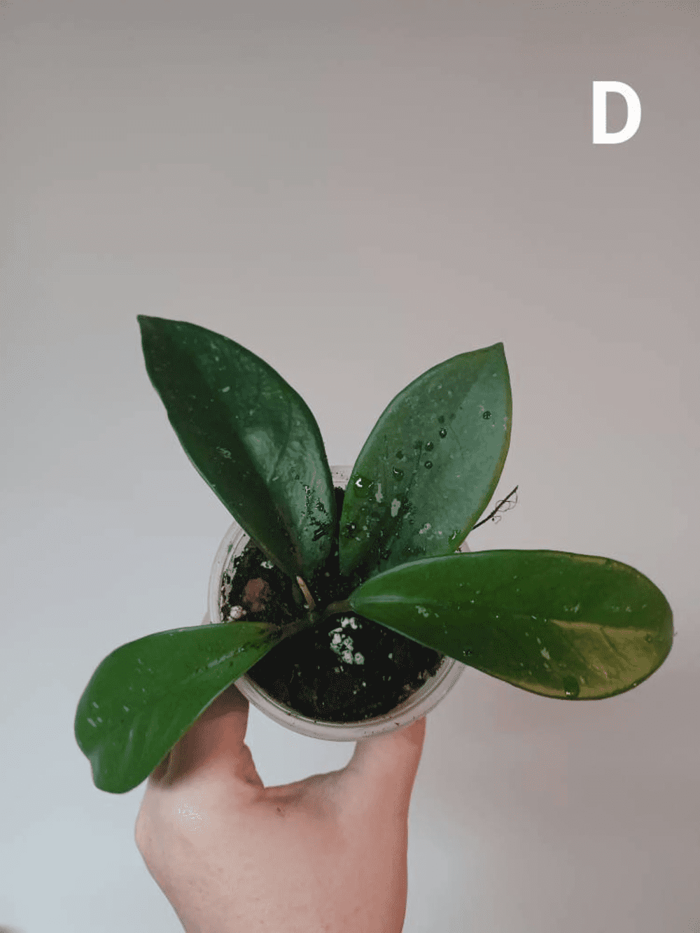 Hoya Skinneriana 'Dees Big One' Hoya Wax Plant