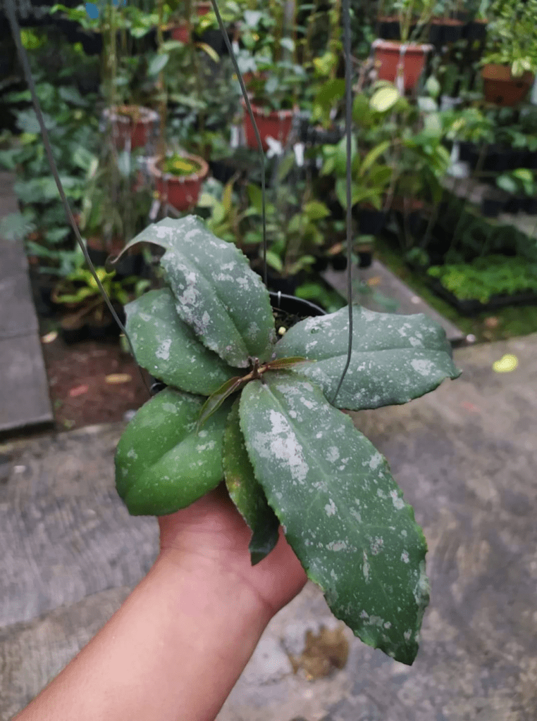 Hoya Undulata