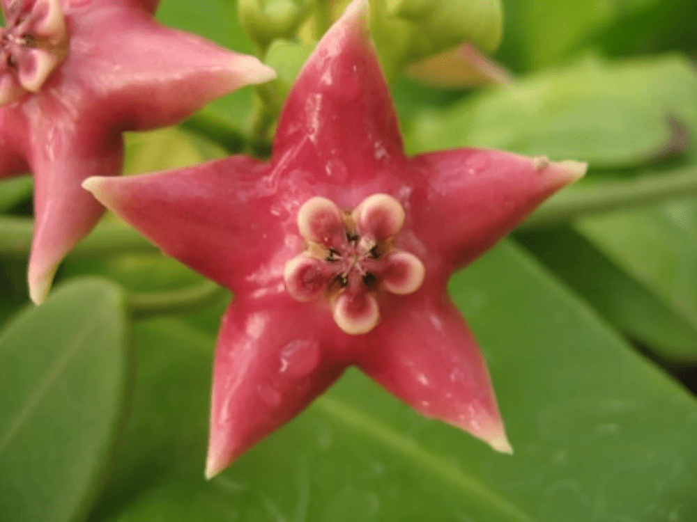 Hoya coronaria 'red'