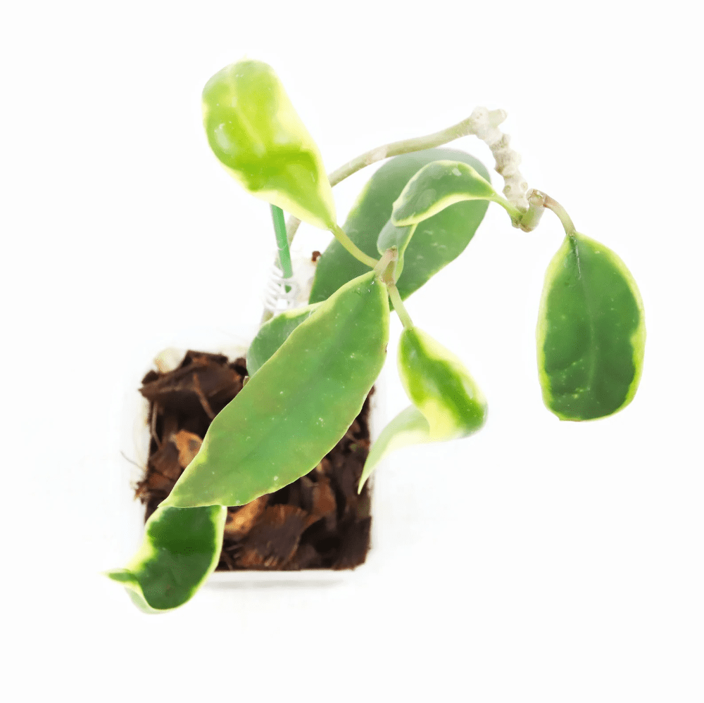 Hoya diversifolia albomarginata