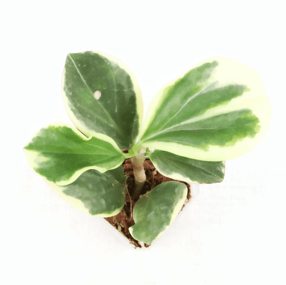 Hoya pachyclada albomarginata
