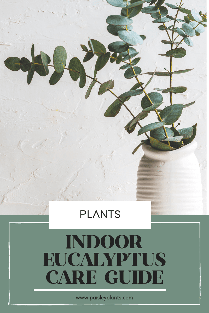 Indoor Eucalyptus Care Guide