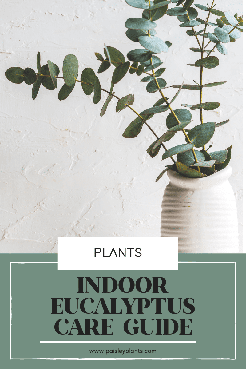 Indoor Eucalyptus Care Guide (Eucalyptus cinerea) Paisley Plants