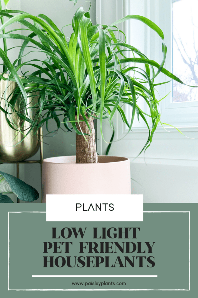 low light pet friendly plants