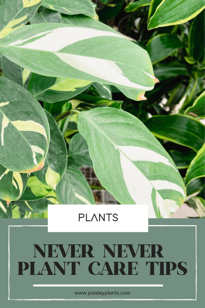 never never plant care guide