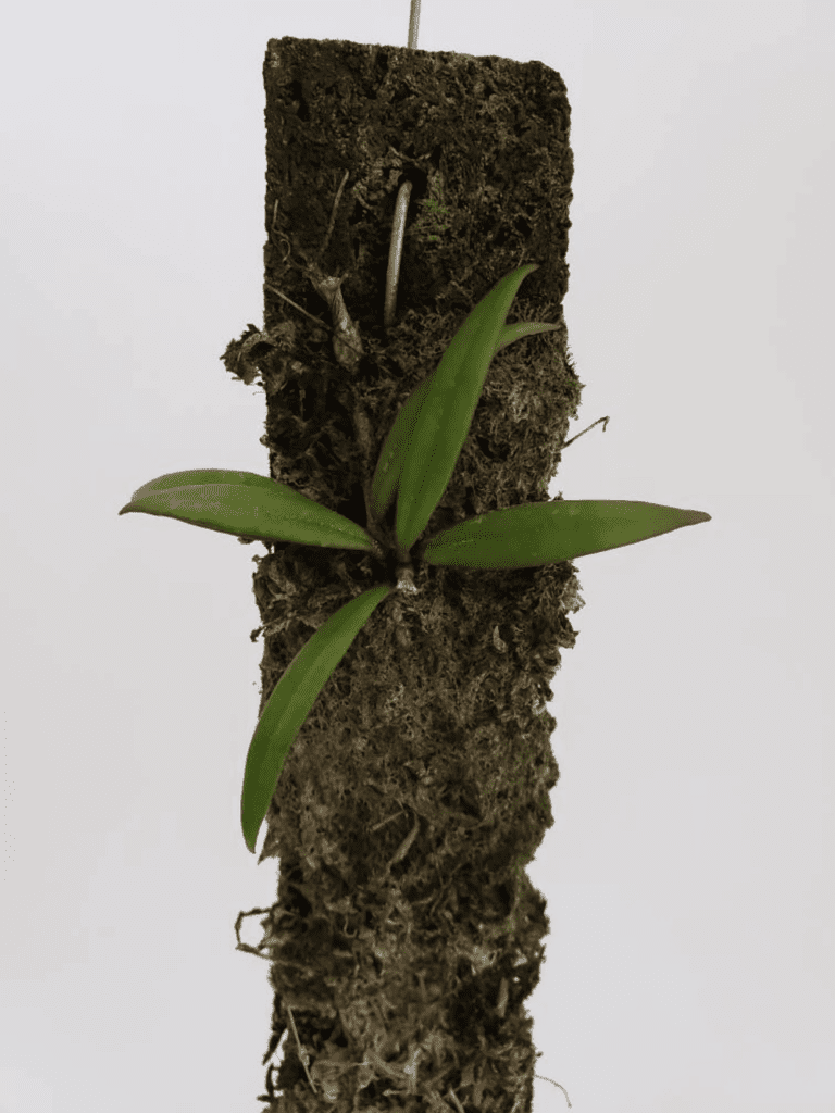 hoya pauciflora