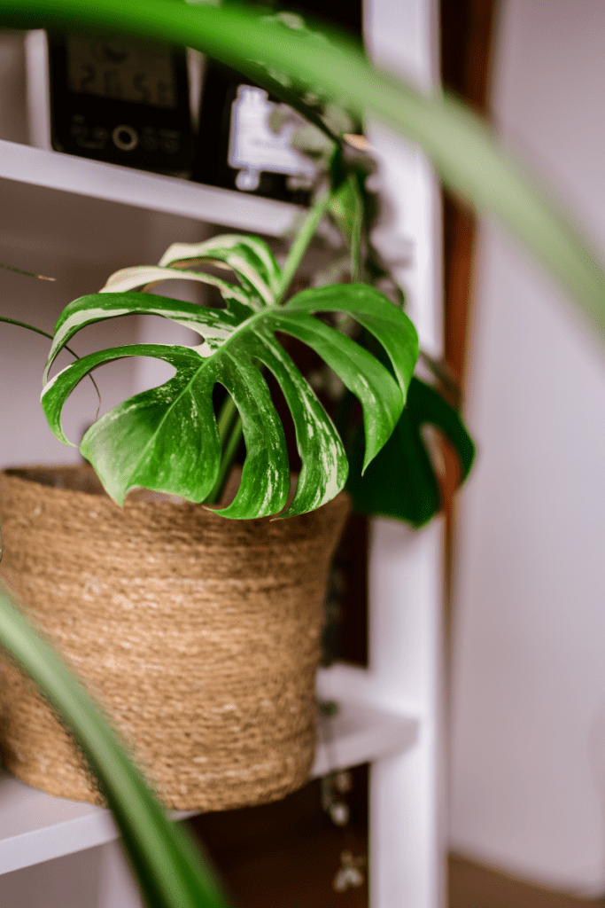 Variegated Monstera Plant in a basket on a shelf