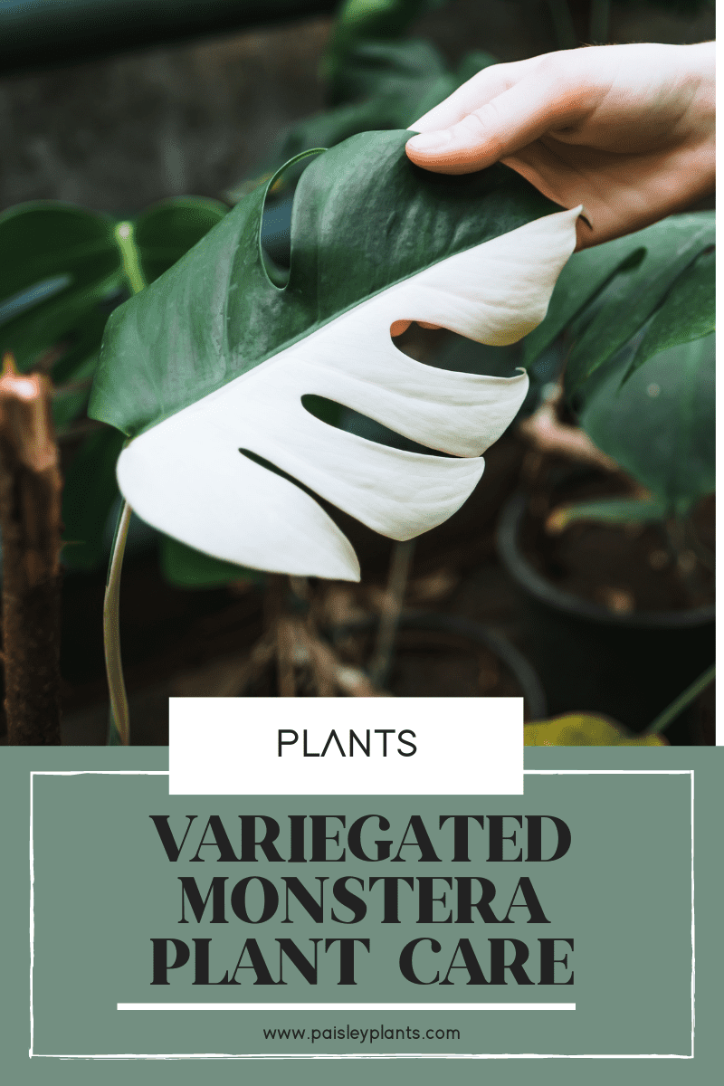 Variegated Monstera Plant Care