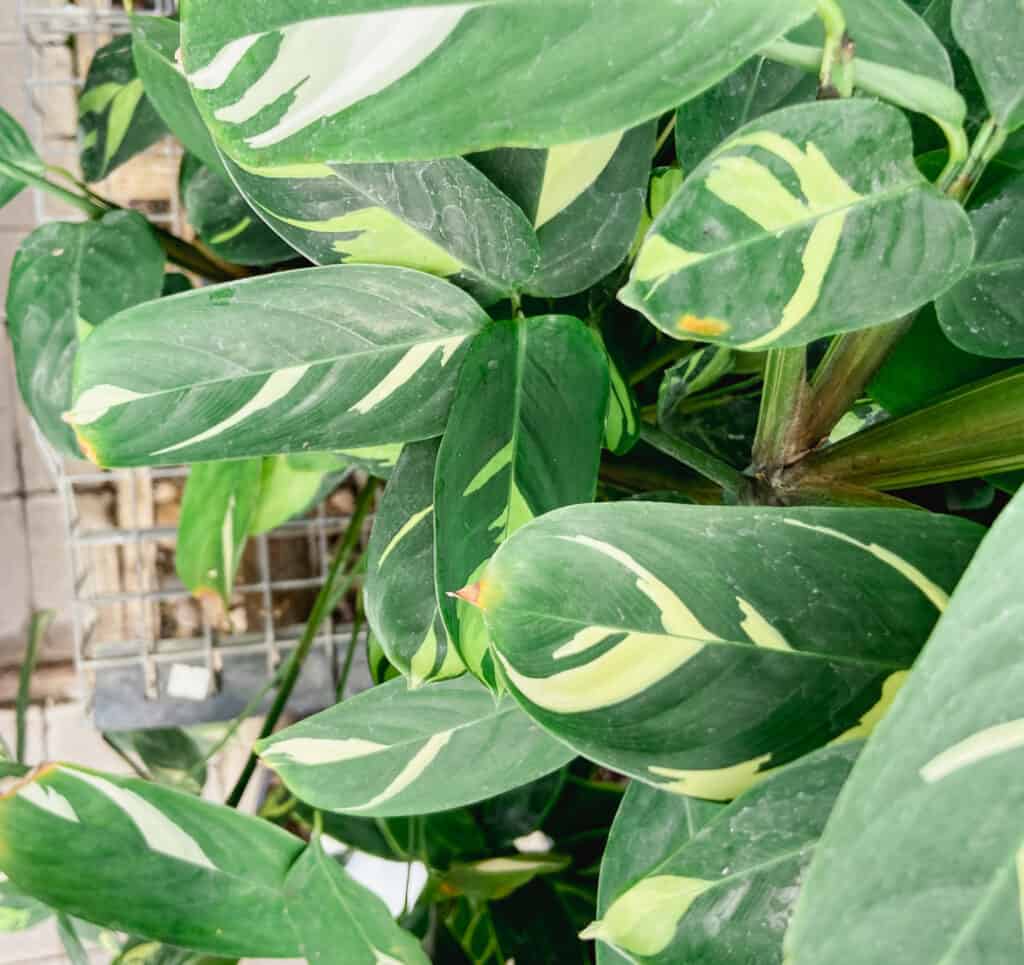 close up view of the leaves of a Never Never plant