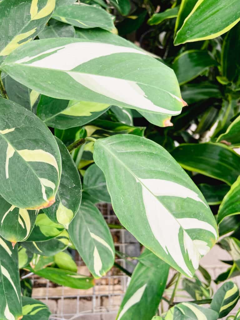 white and green leaves on a never never plant