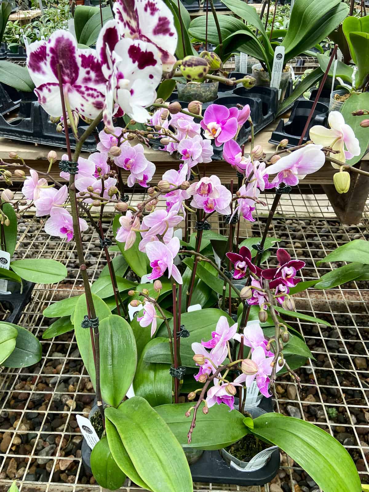 orchid plants