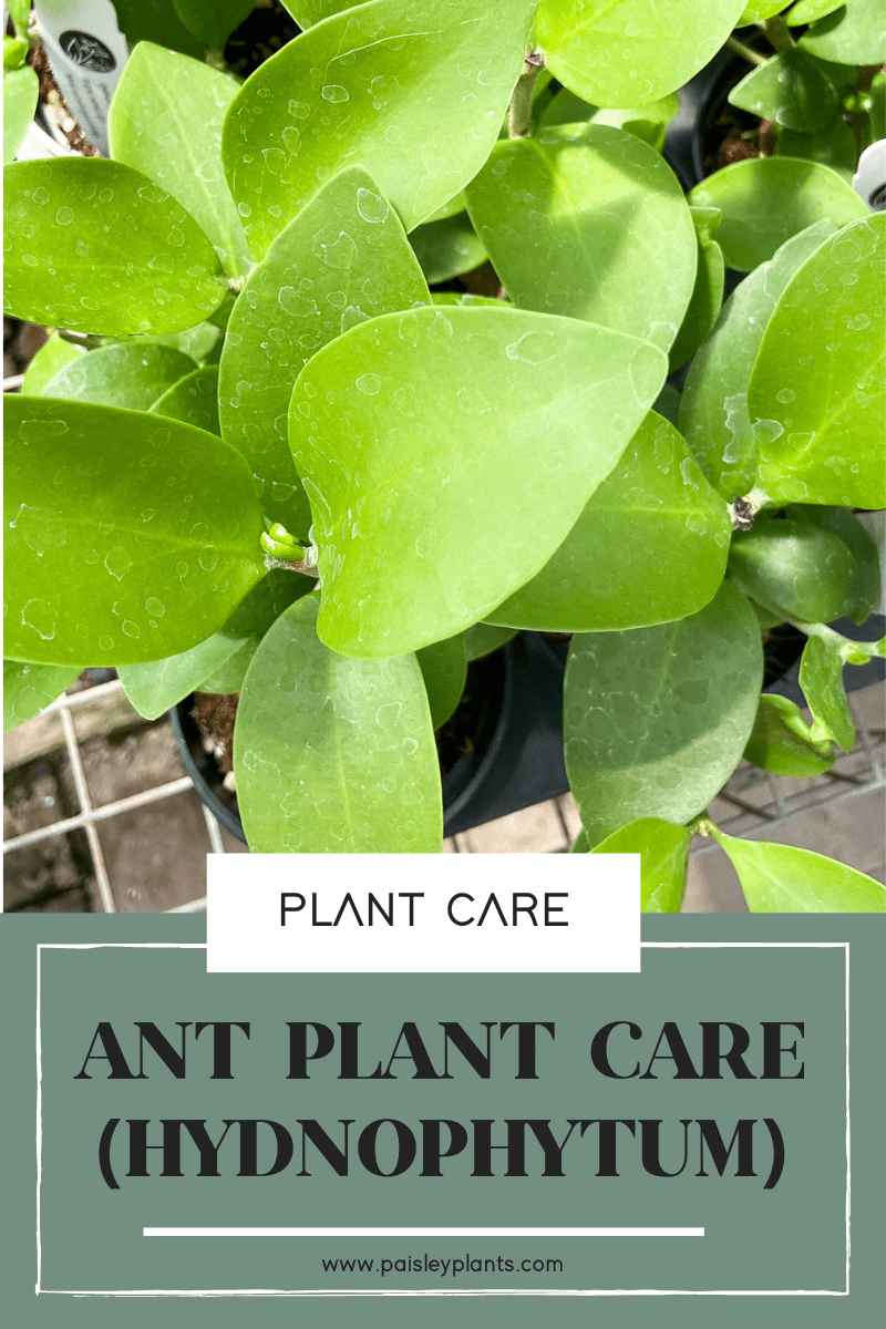 ANT PLANT CARE