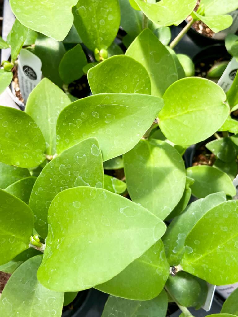 ant plant leaves