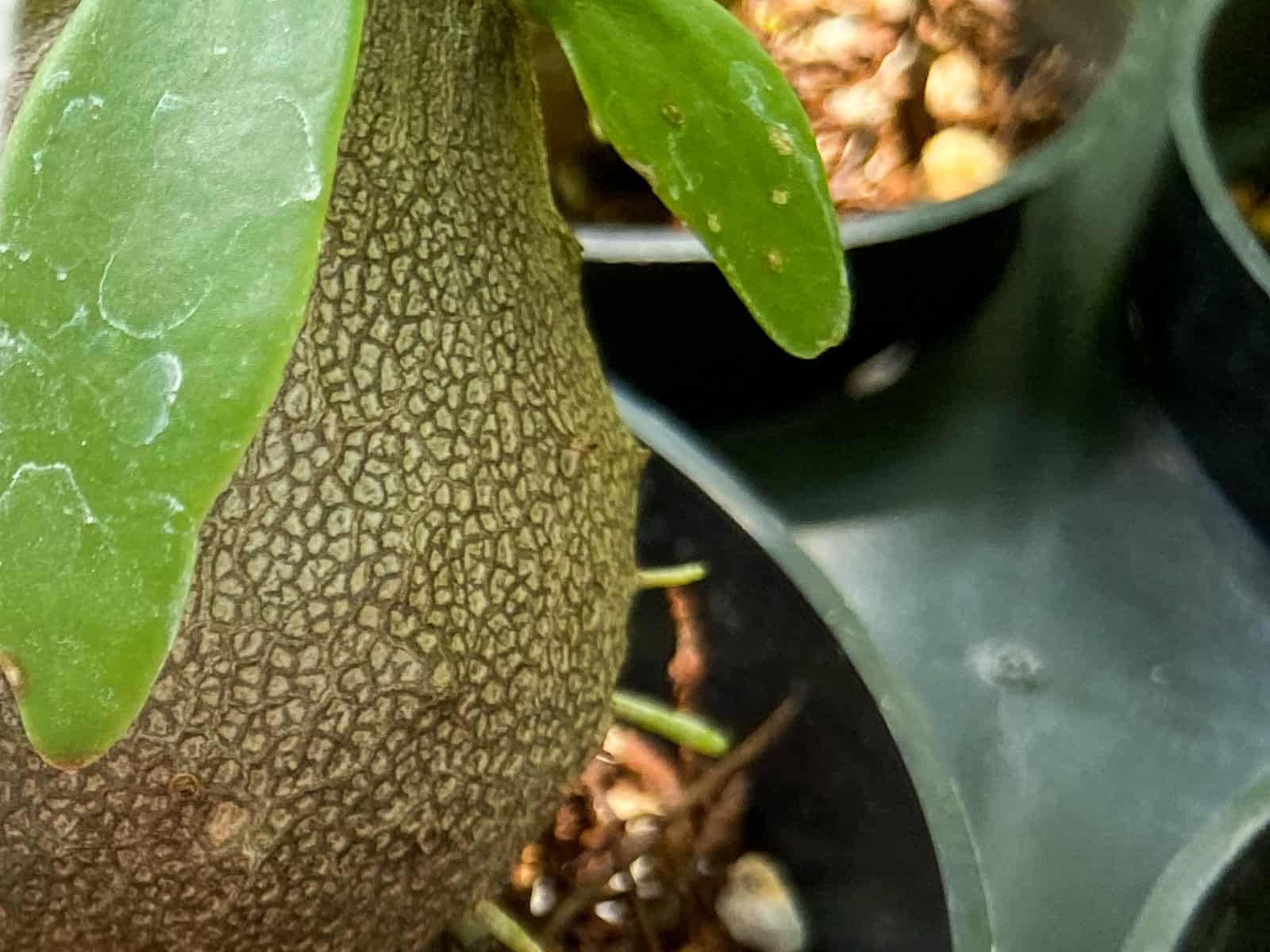 base of an ant plant