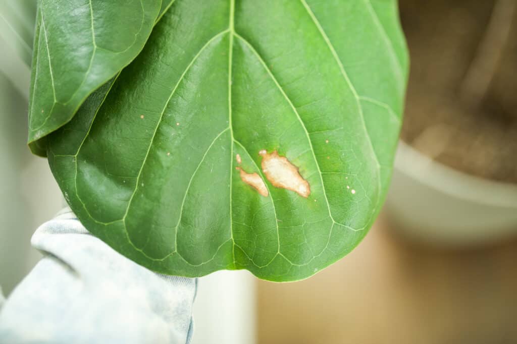 sunburnt fiddle leaf 