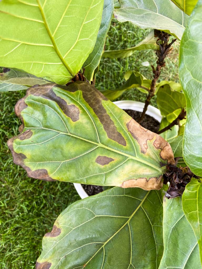 brown spots from bacterial infection on fiddle
