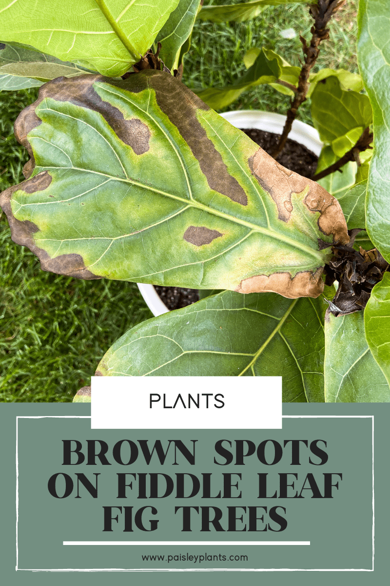 brown spots on fiddle leaf 