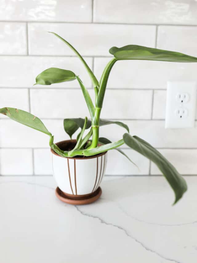 Philodendron Silver Sword in pot
