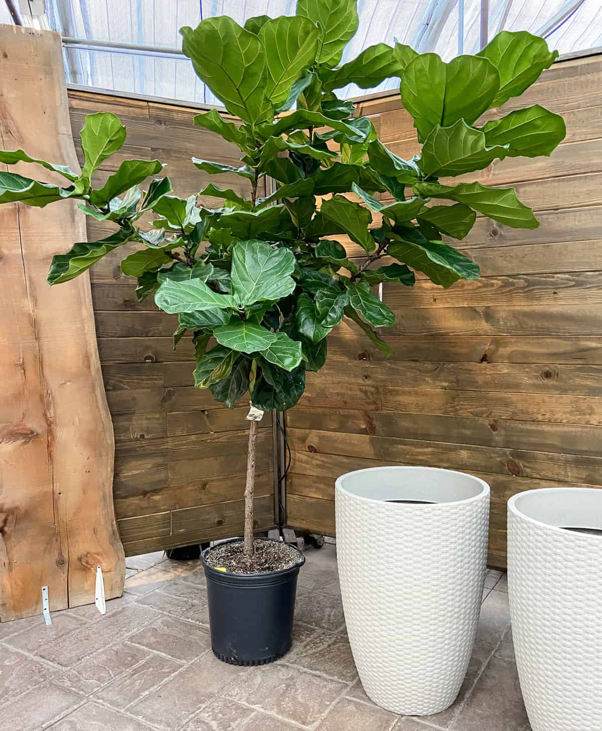 giant fiddle leaf fig tree