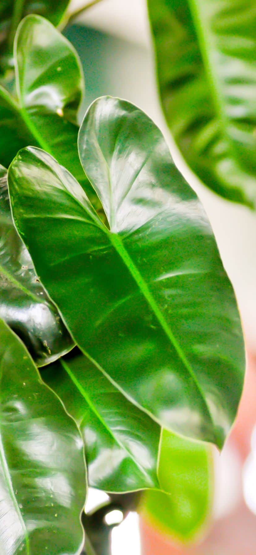 snake plant artificial Artificial Snake Plant