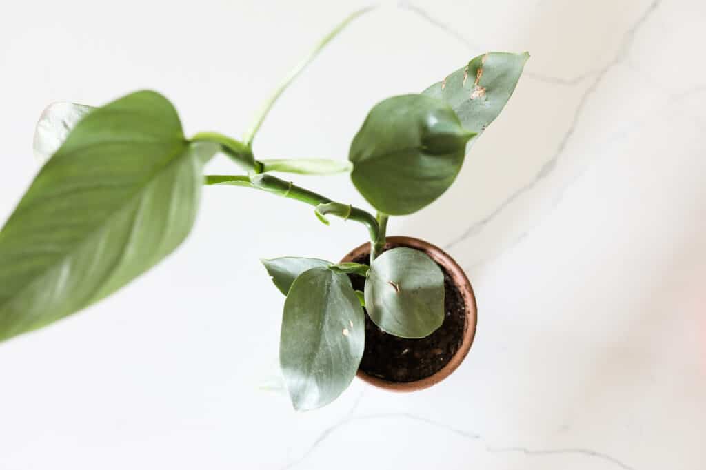 a silver sword philodendron plant in terracotta pot