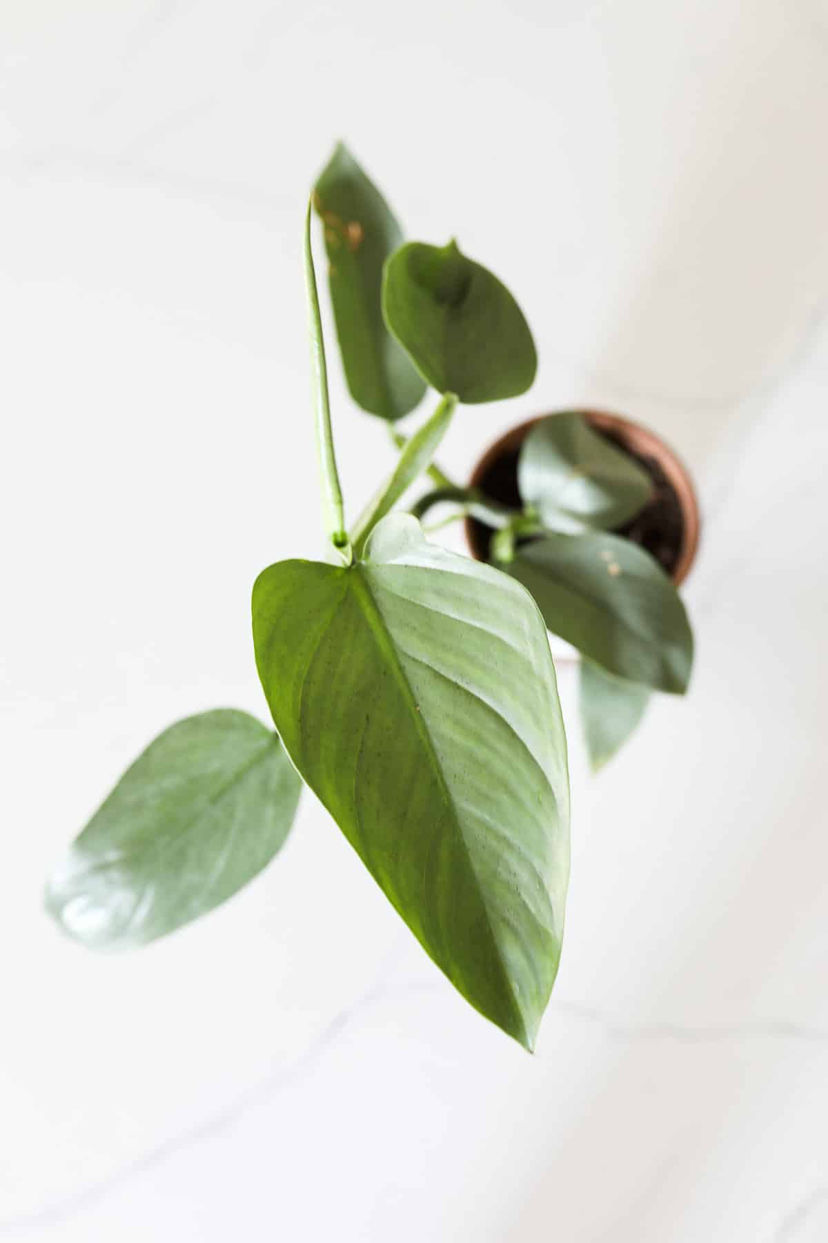 Philodendron Silver Sword leaf
