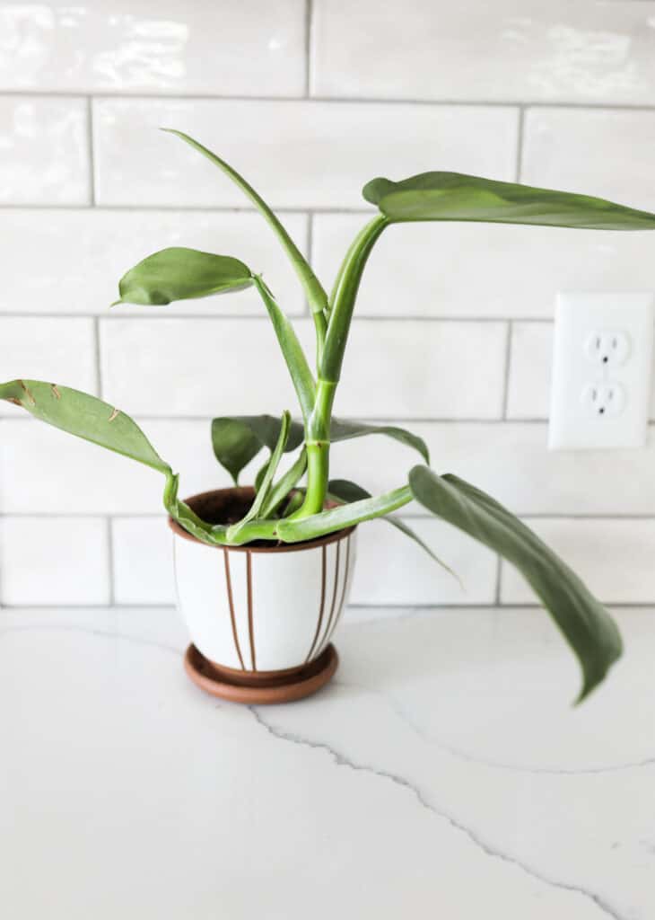 Philodendron Silver Sword plant in a white and tan terracotta pot