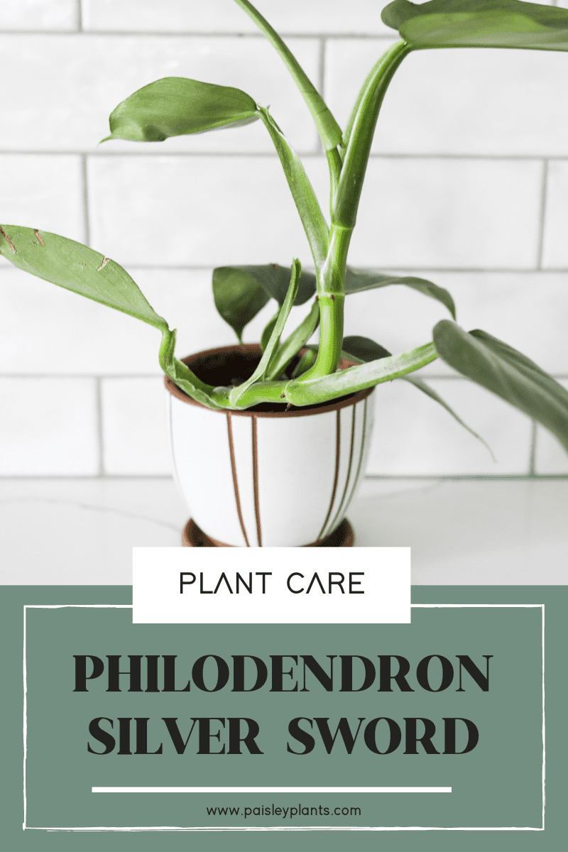 Philodendron Silver Sword