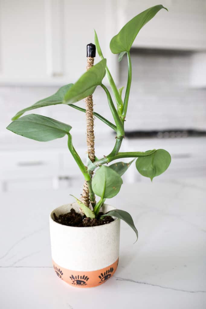 philodendron silver sword plant in eye planter pot