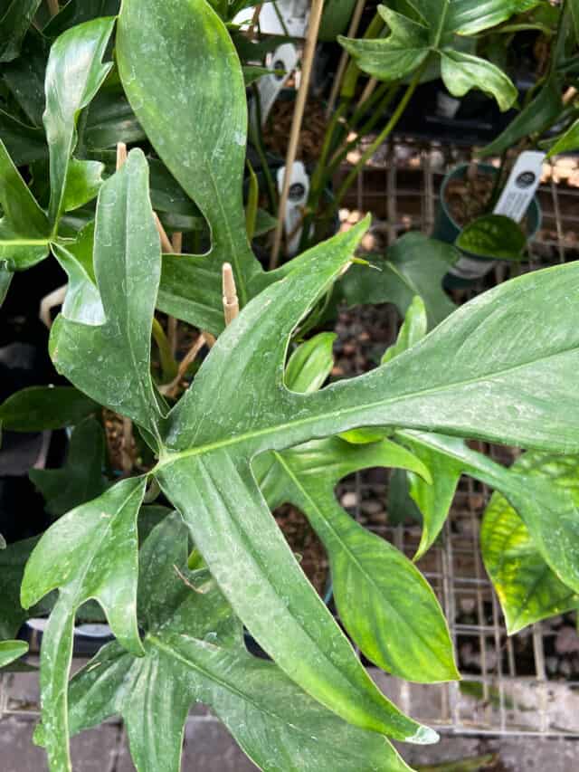 Expert Philodendron Glad Hands Care Tips