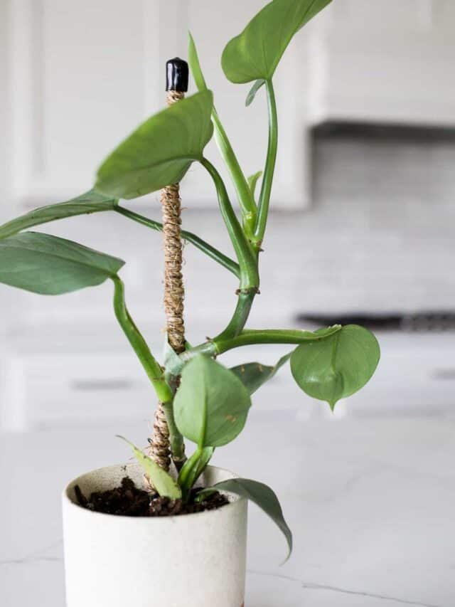 philodendron silver sword plant in eye planter pot