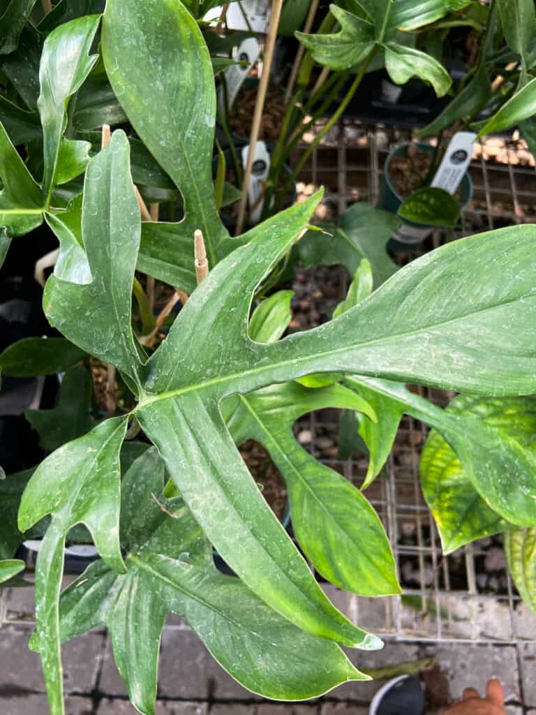 Philodendron Glad Hands