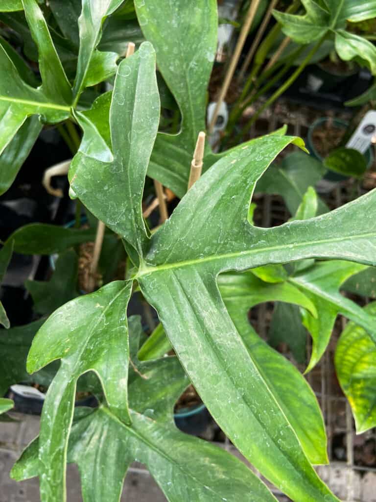 Philodendron Glad Hands